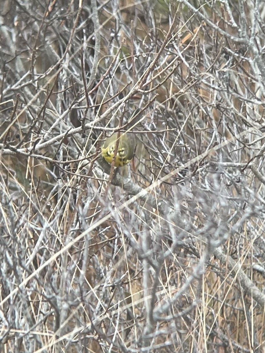 Prairie Warbler - ML628201556