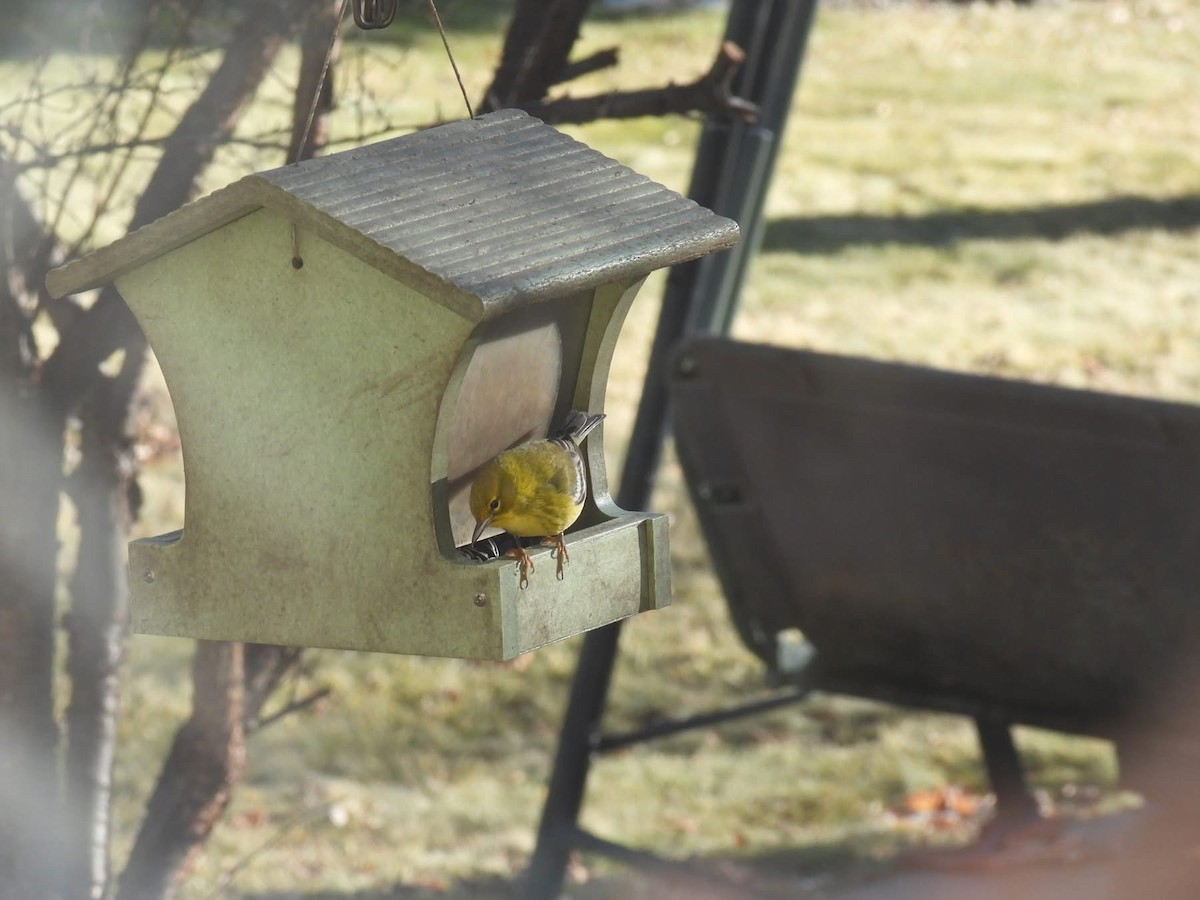 Pine Warbler - ML628201562