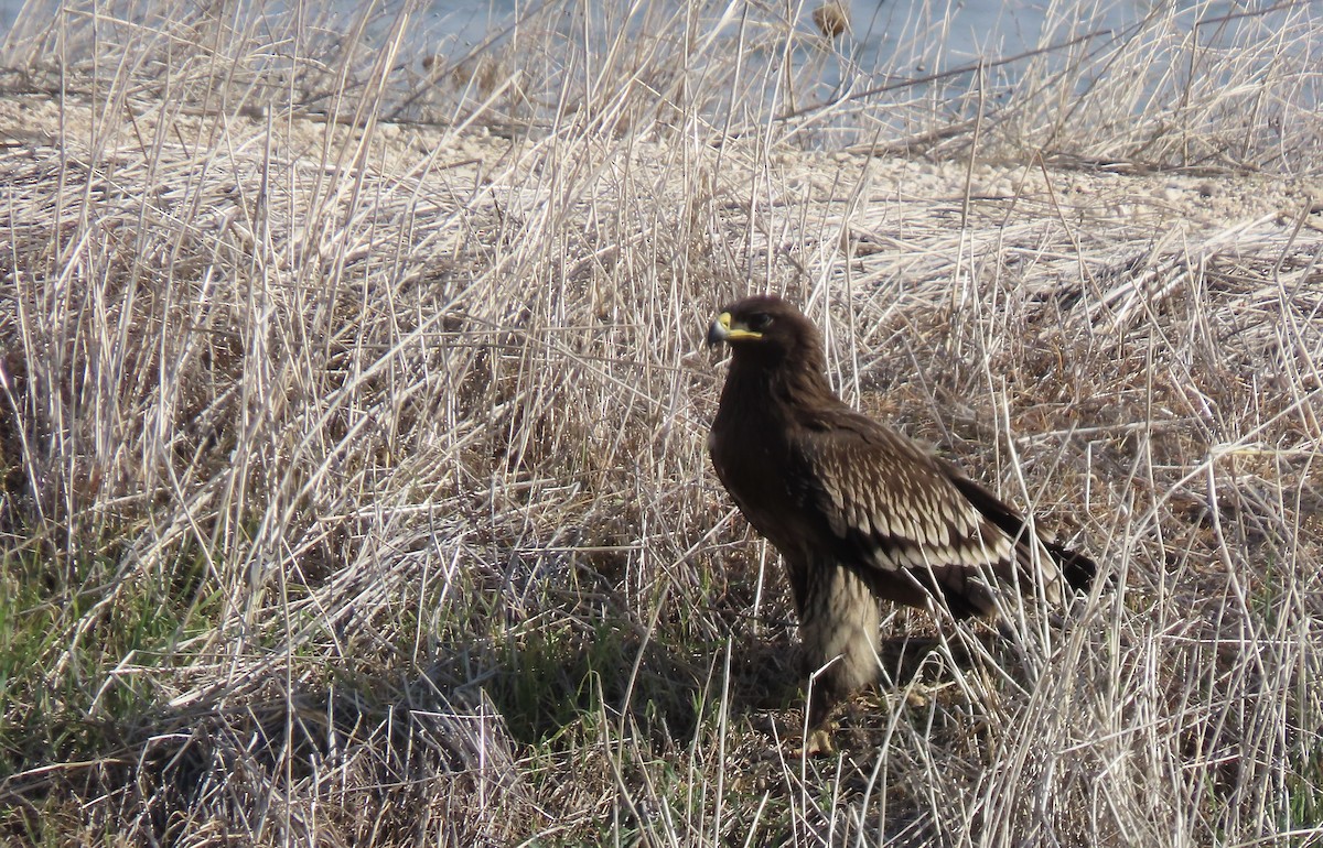 Greater Spotted Eagle - ML628201609