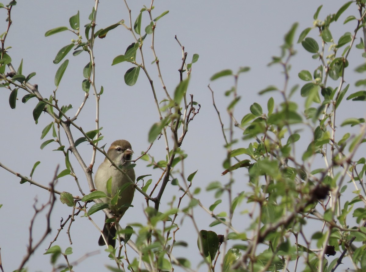 Dead Sea Sparrow - ML628201621