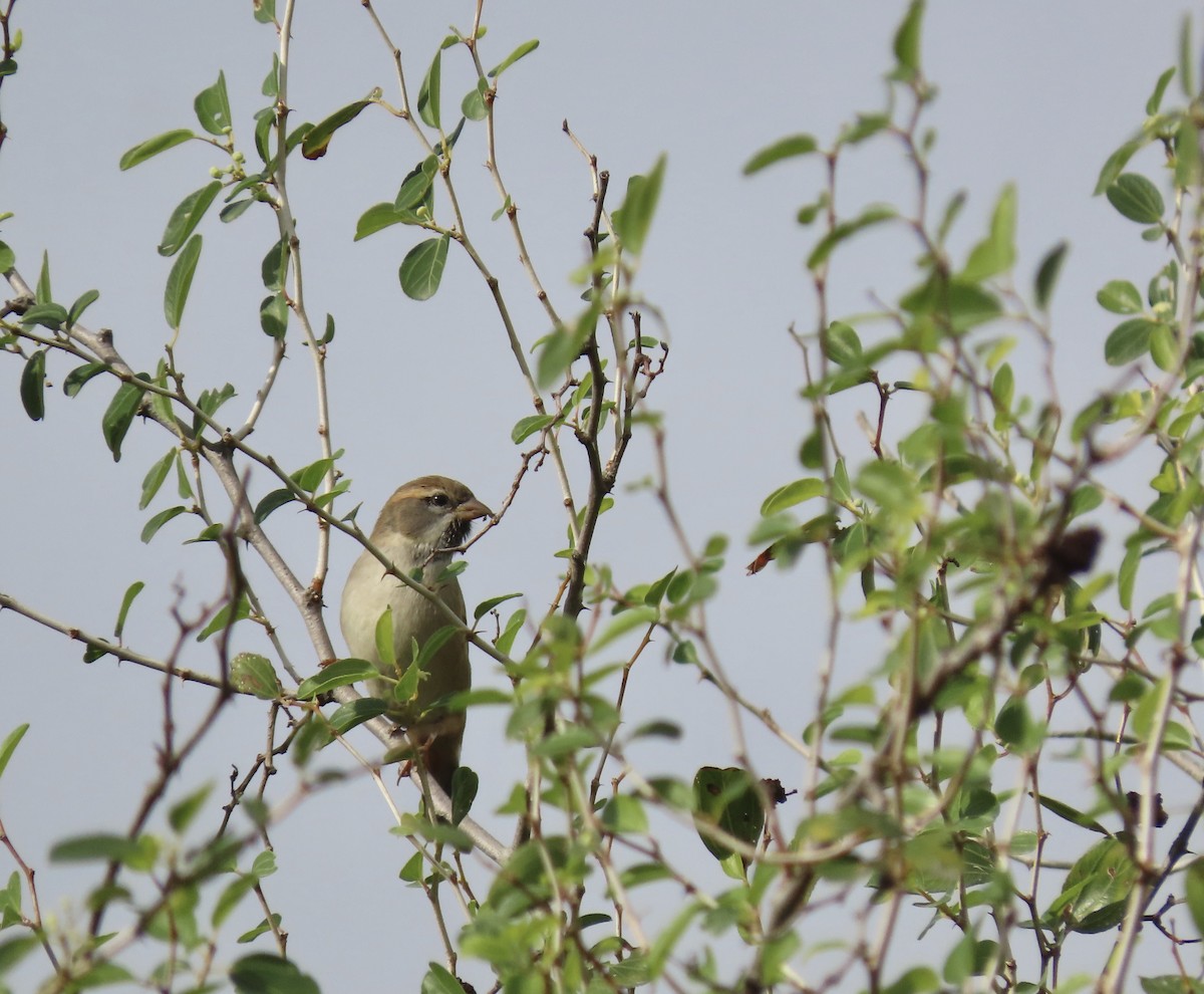 Dead Sea Sparrow - ML628201622