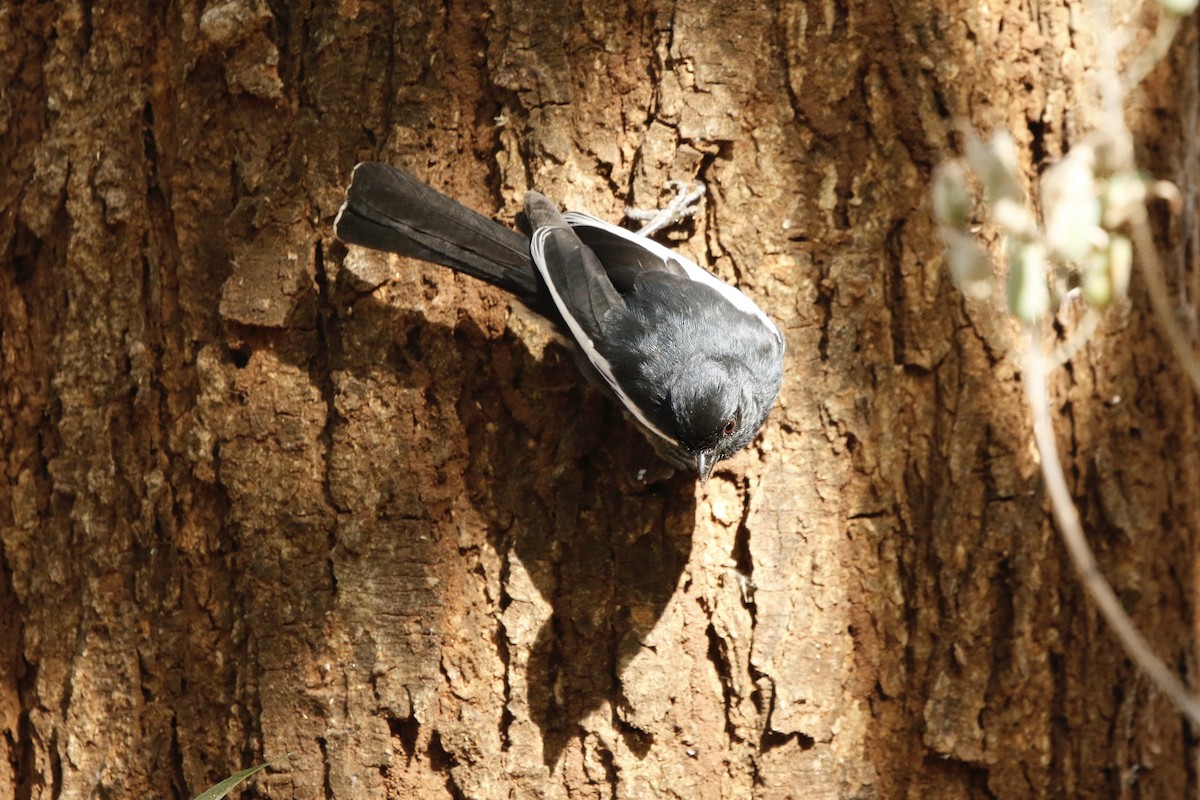 Southern Black-Tit - ML628201629