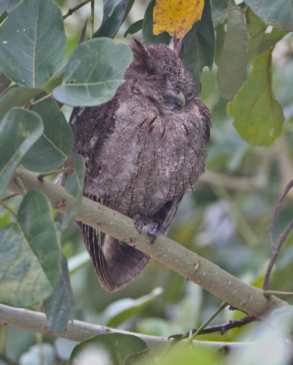 Pacific Screech-Owl - ML628201751
