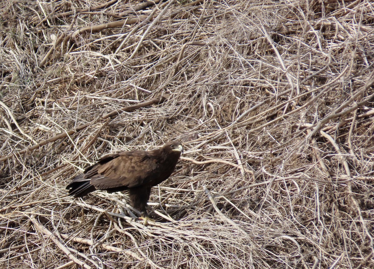 Greater Spotted Eagle - ML628201753