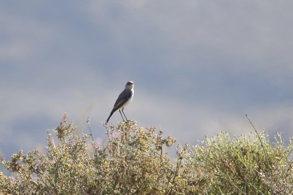 Karoo Chat - ML628201955