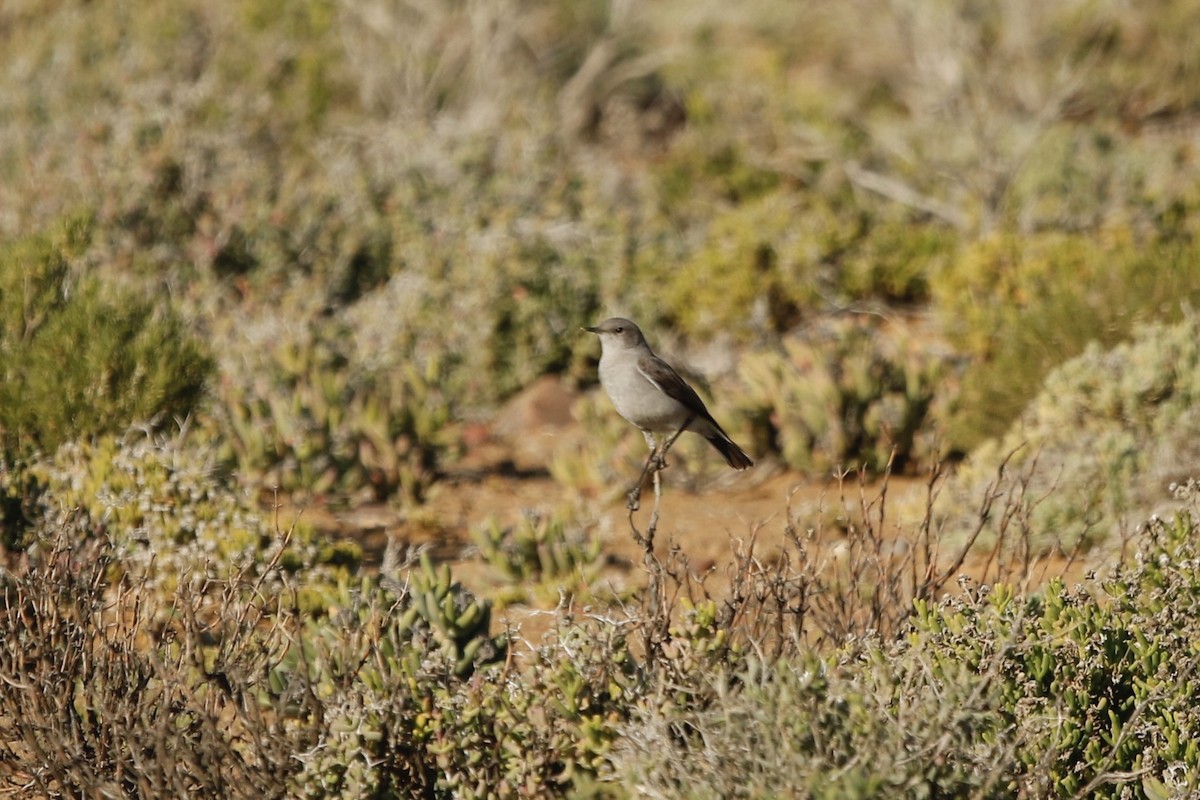 Karoo Chat - ML628201956