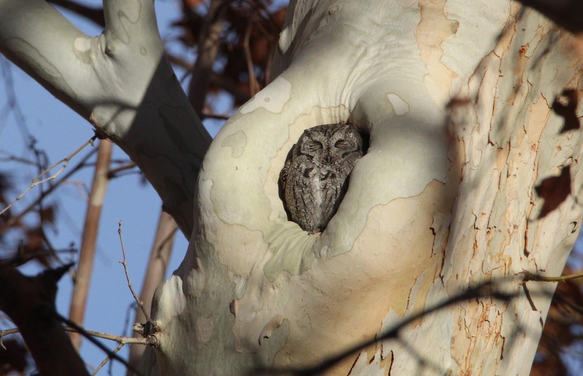 Western Screech-Owl - ML628201957