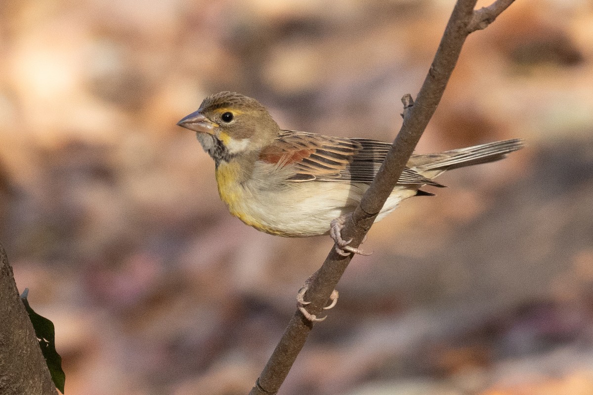 papežík americký - ML628202181