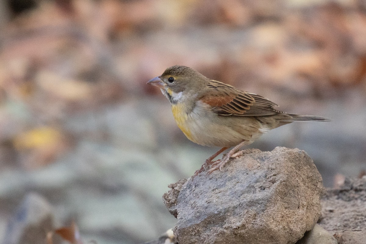 papežík americký - ML628202182