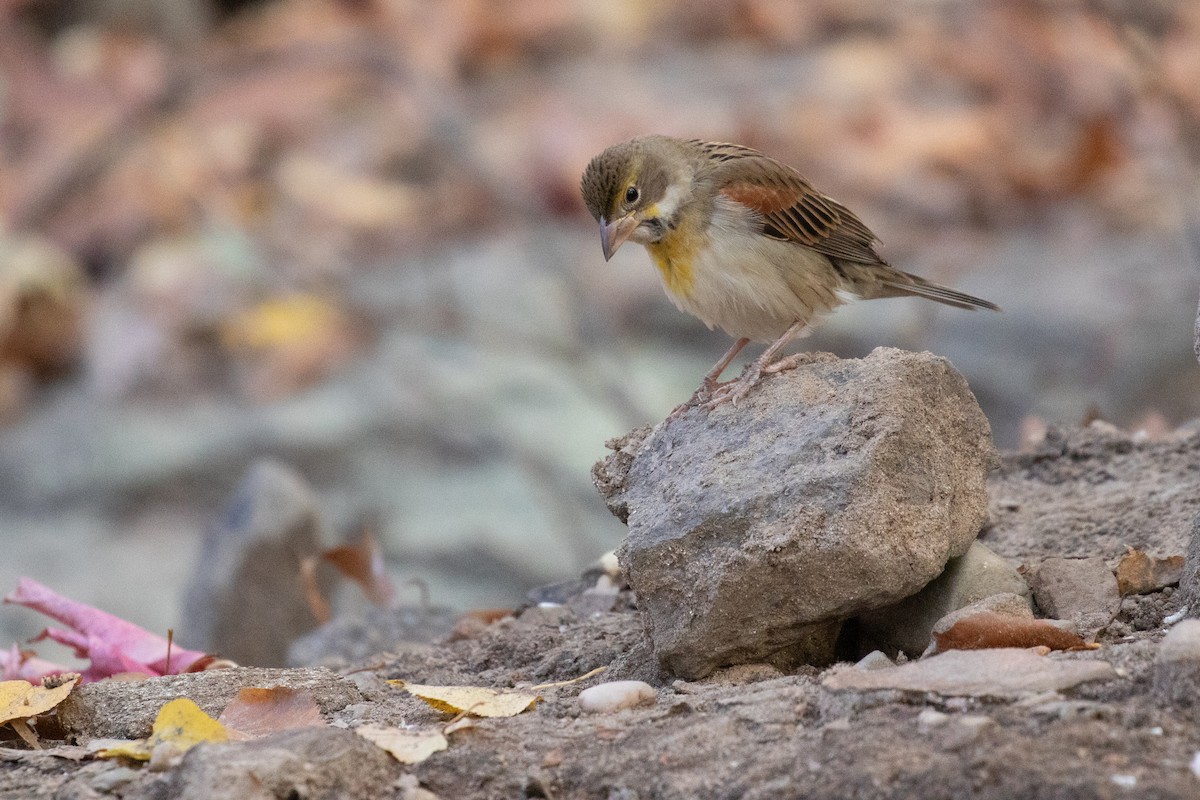 papežík americký - ML628202183