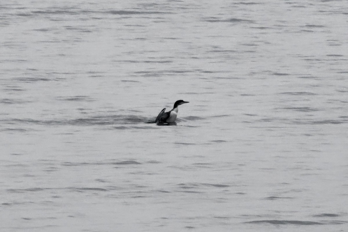 Common Loon - ML628202255