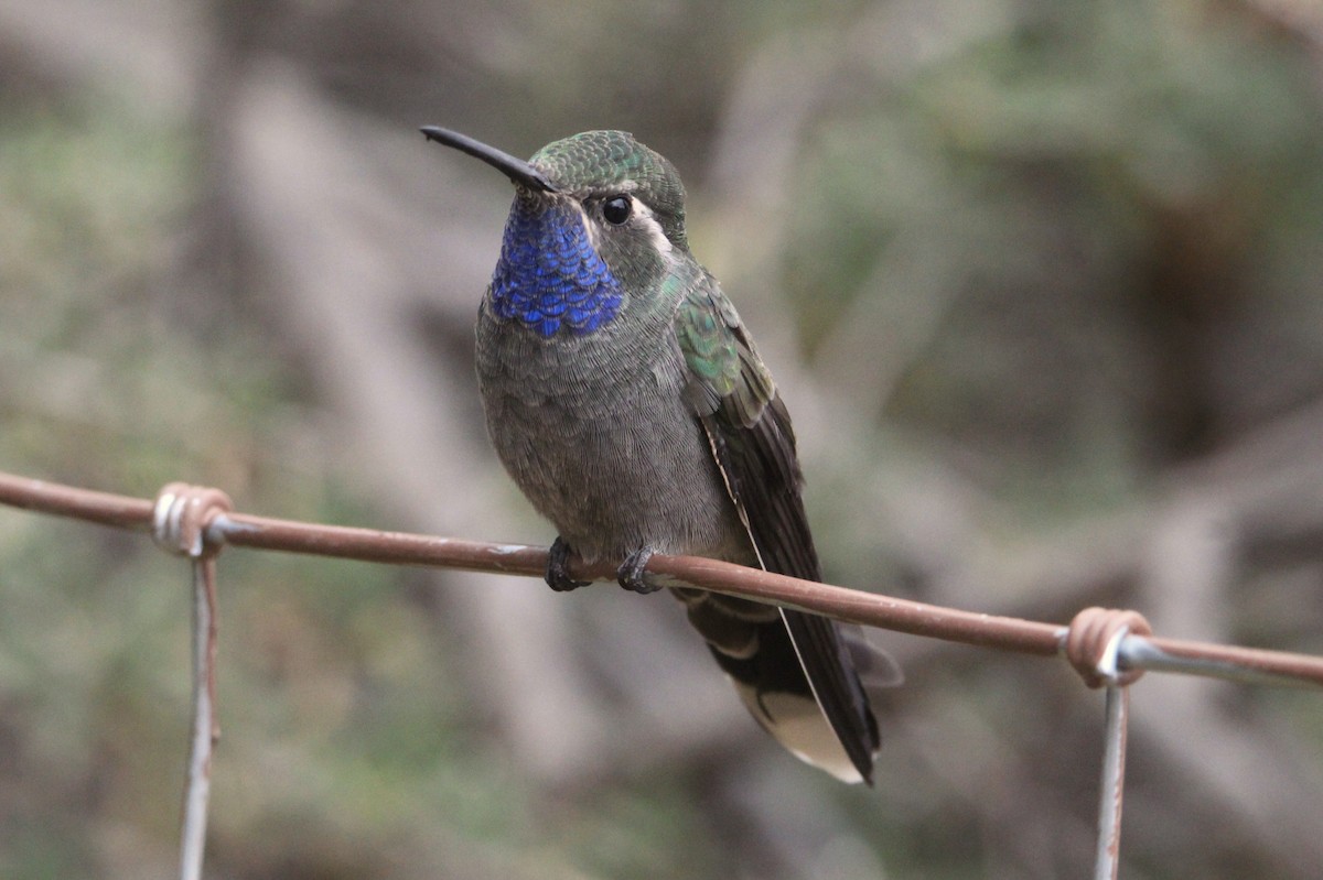 Blue-throated Mountain-gem - ML628202461