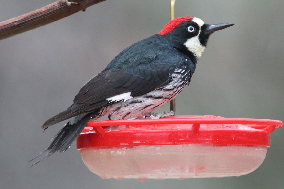 Acorn Woodpecker - ML628202471