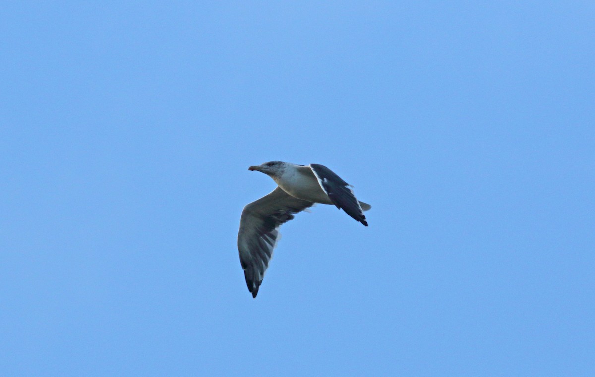 Lesser Black-backed Gull - ML628202598