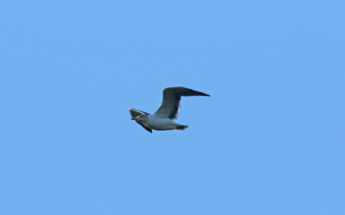 Lesser Black-backed Gull - ML628202599