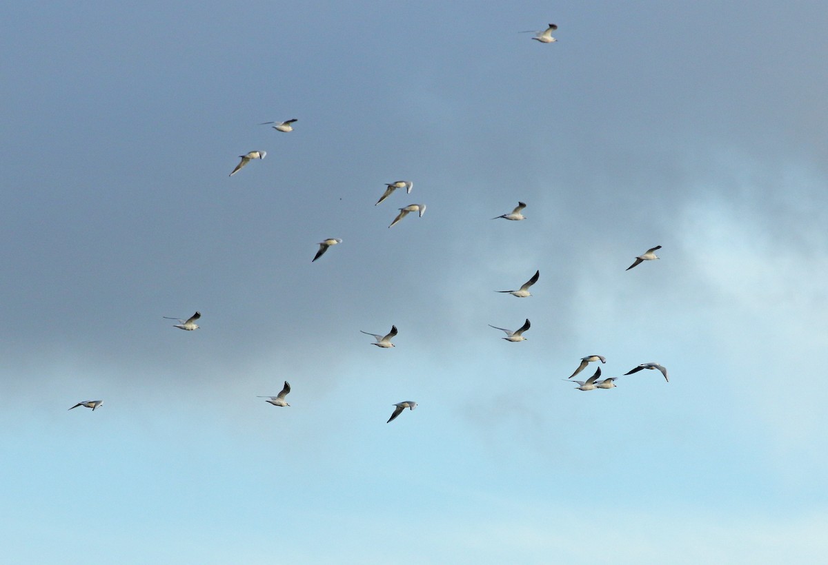 Black-headed Gull - ML628202612