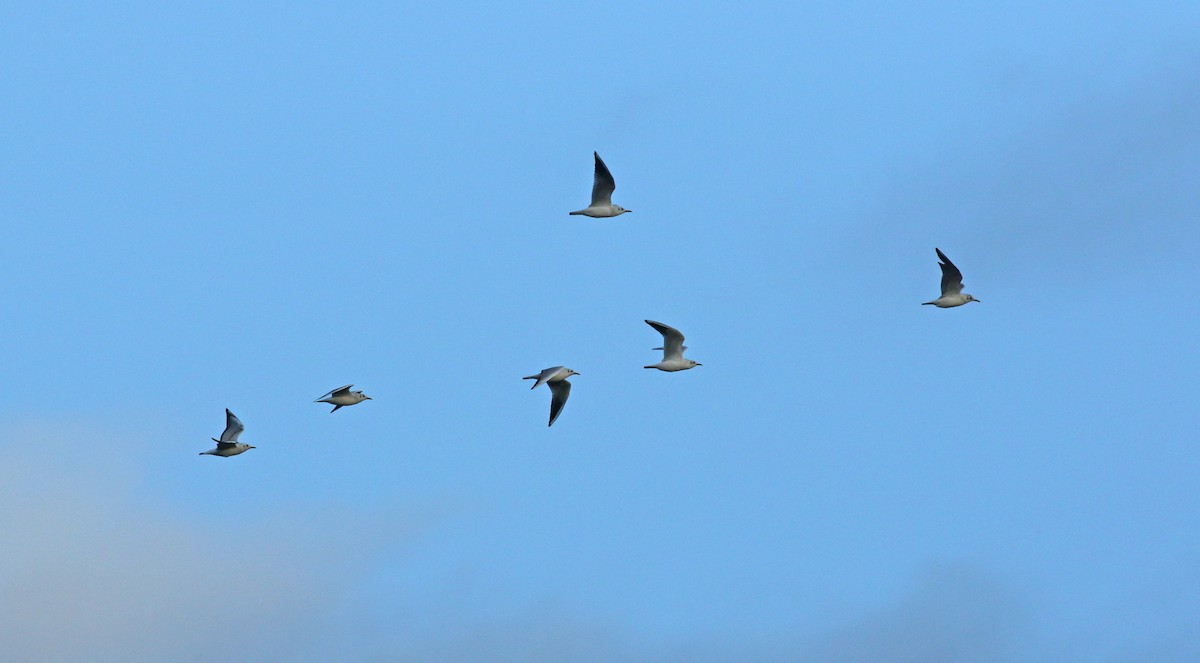 Black-headed Gull - ML628202614