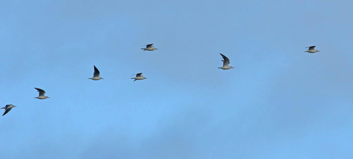 Black-headed Gull - ML628202615