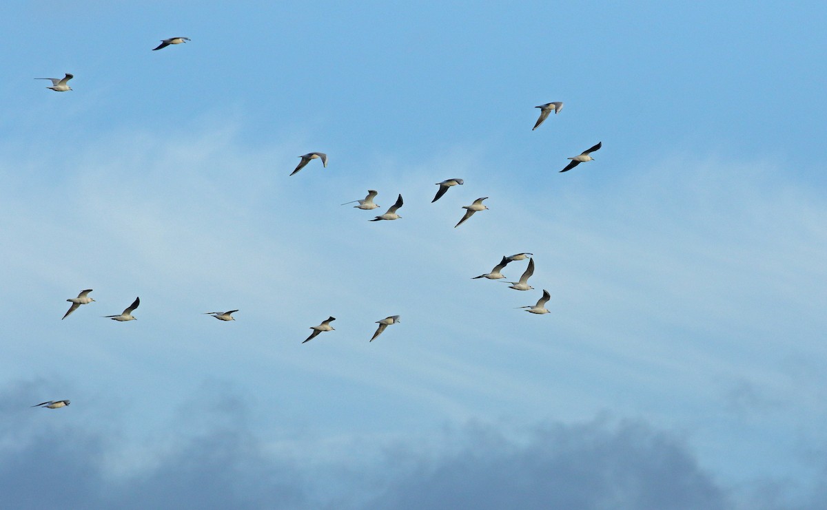 Black-headed Gull - ML628202616