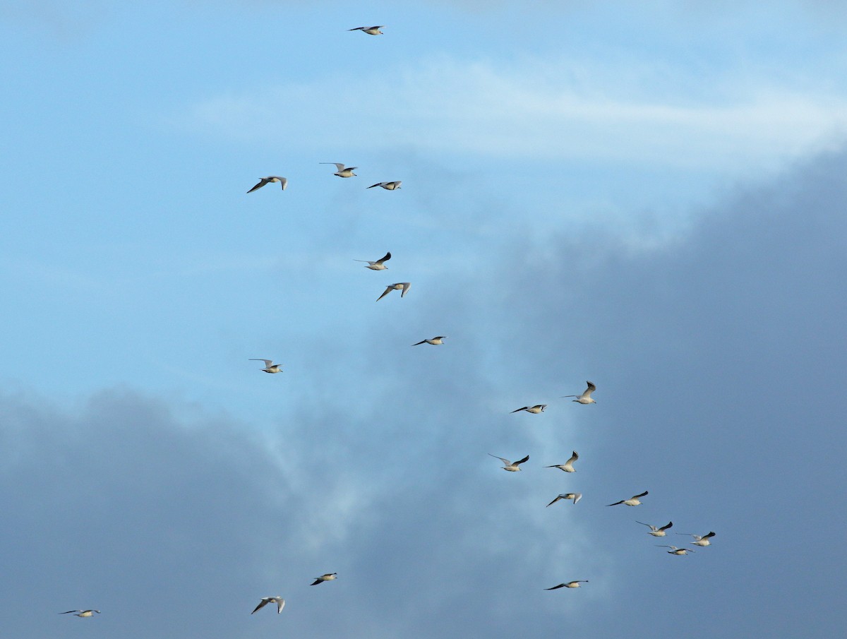 Black-headed Gull - ML628202618