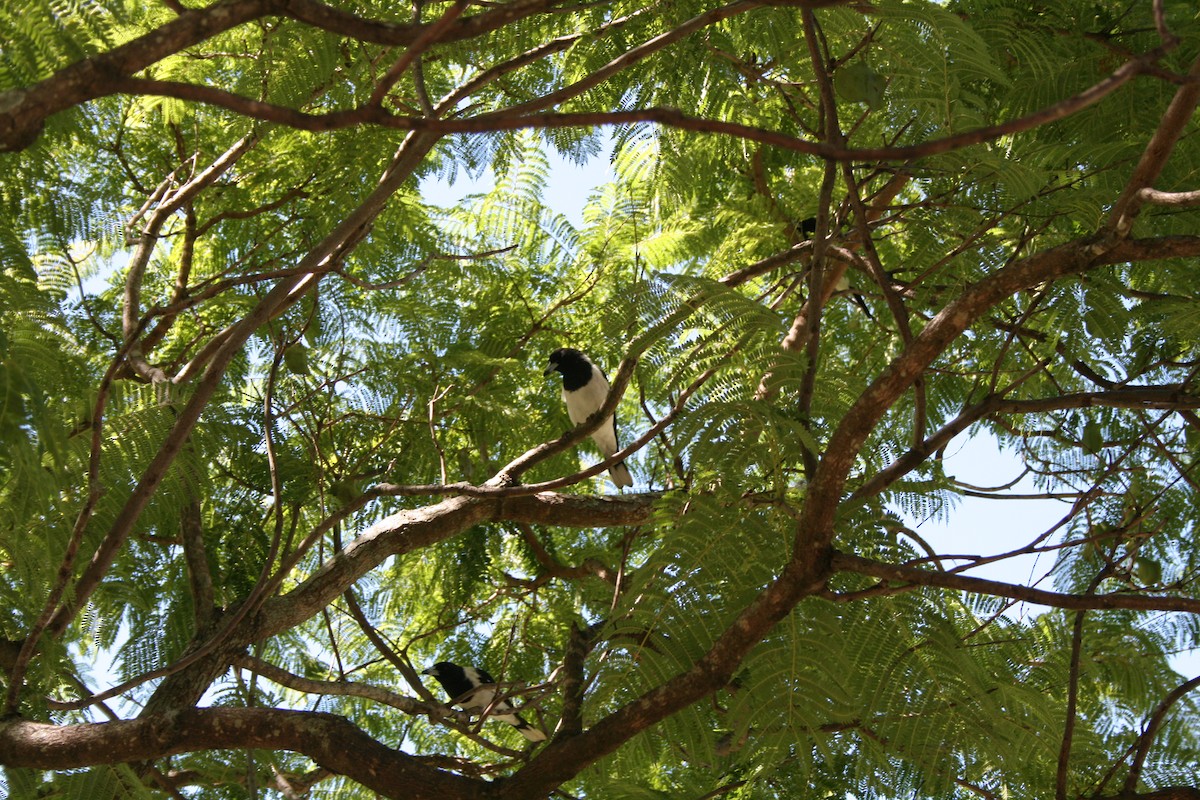 Pied Butcherbird - ML628202736