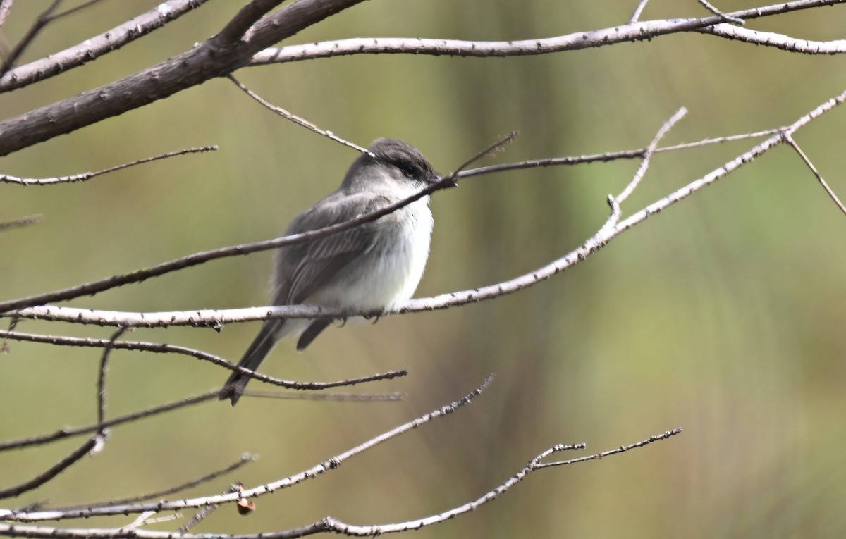 Eastern Phoebe - ML628202805