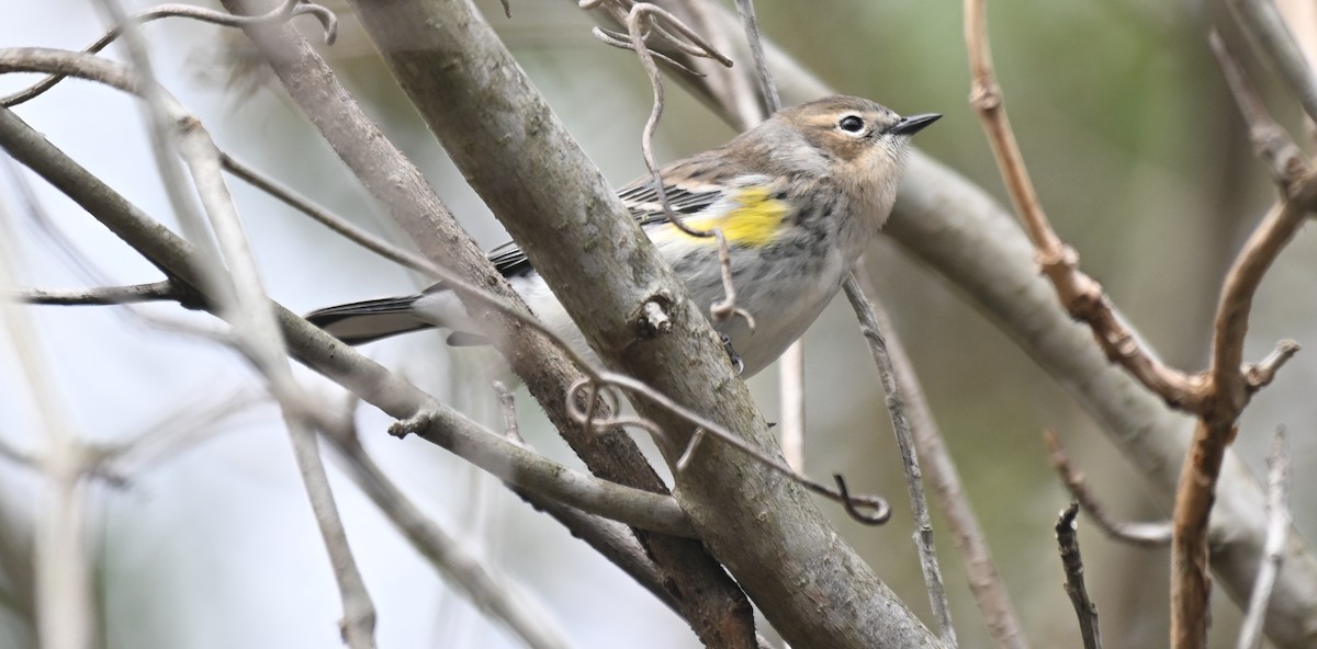 Yellow-rumped Warbler - ML628202832