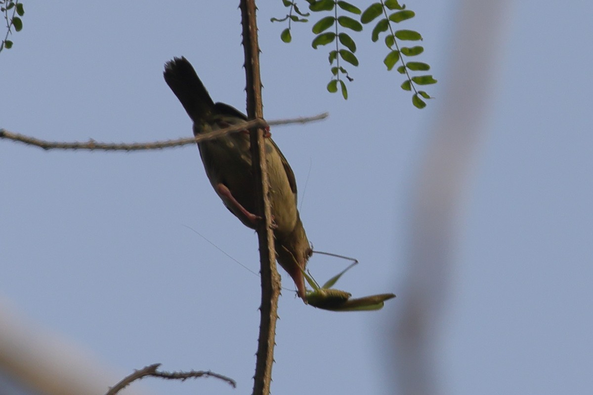 Gray Longbill - ML628202938
