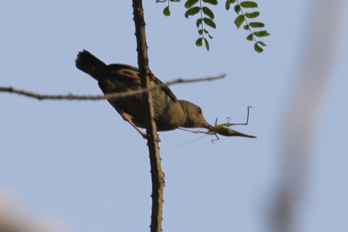 Gray Longbill - ML628202939