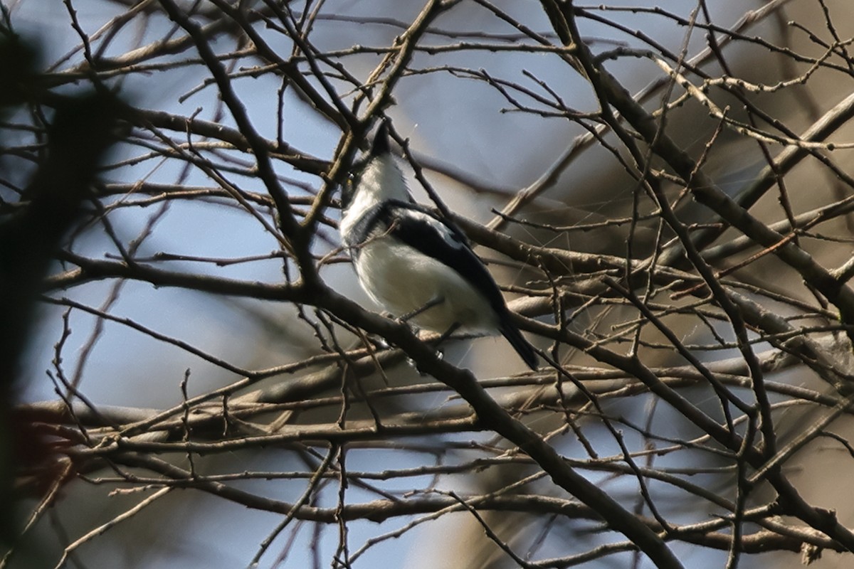 West African Batis - ML628203015