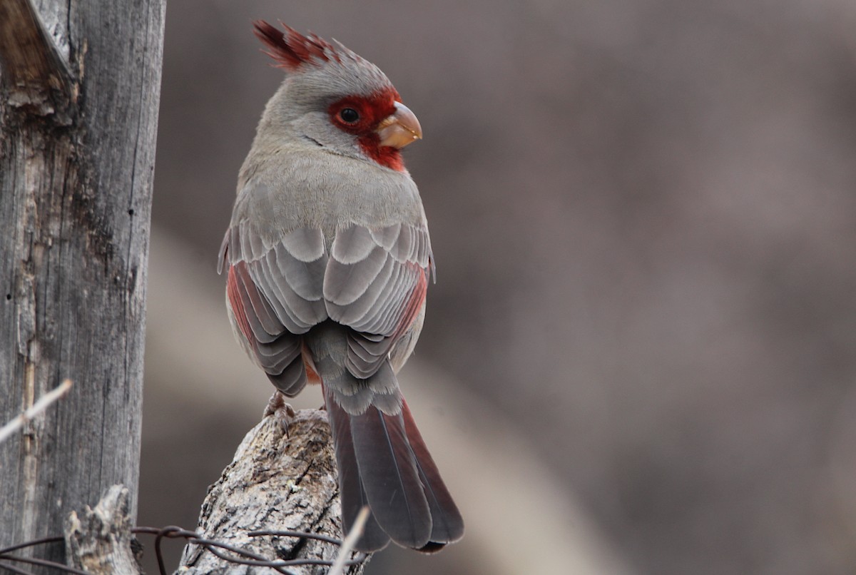 Pyrrhuloxia - ML628203037