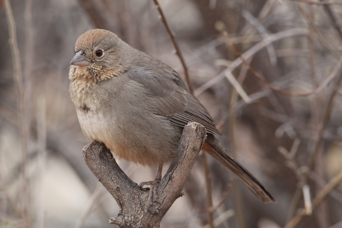 Canyon Towhee - ML628203094