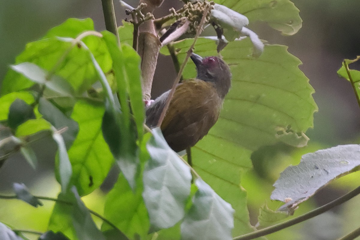 African Piculet - ML628203173