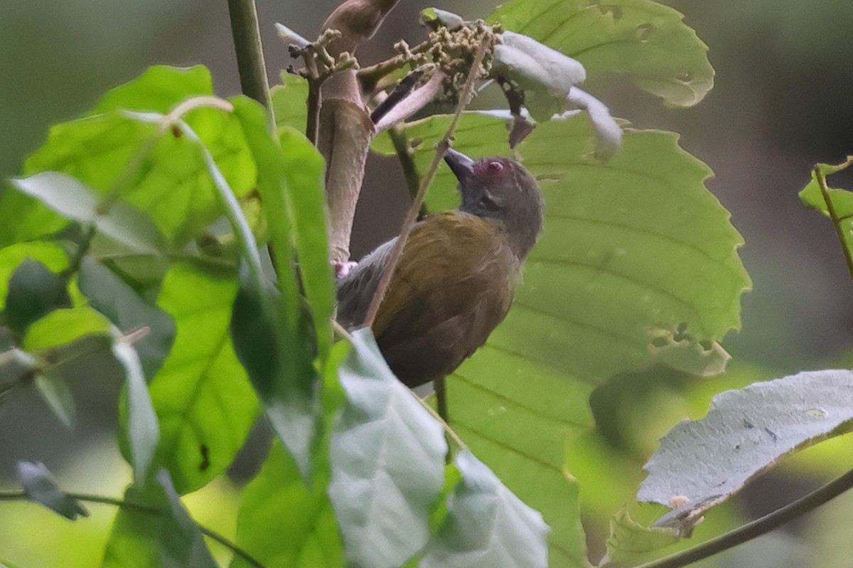 African Piculet - ML628203185