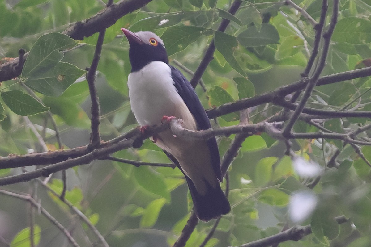 Red-billed Helmetshrike (Red-billed) - Fabio Olmos