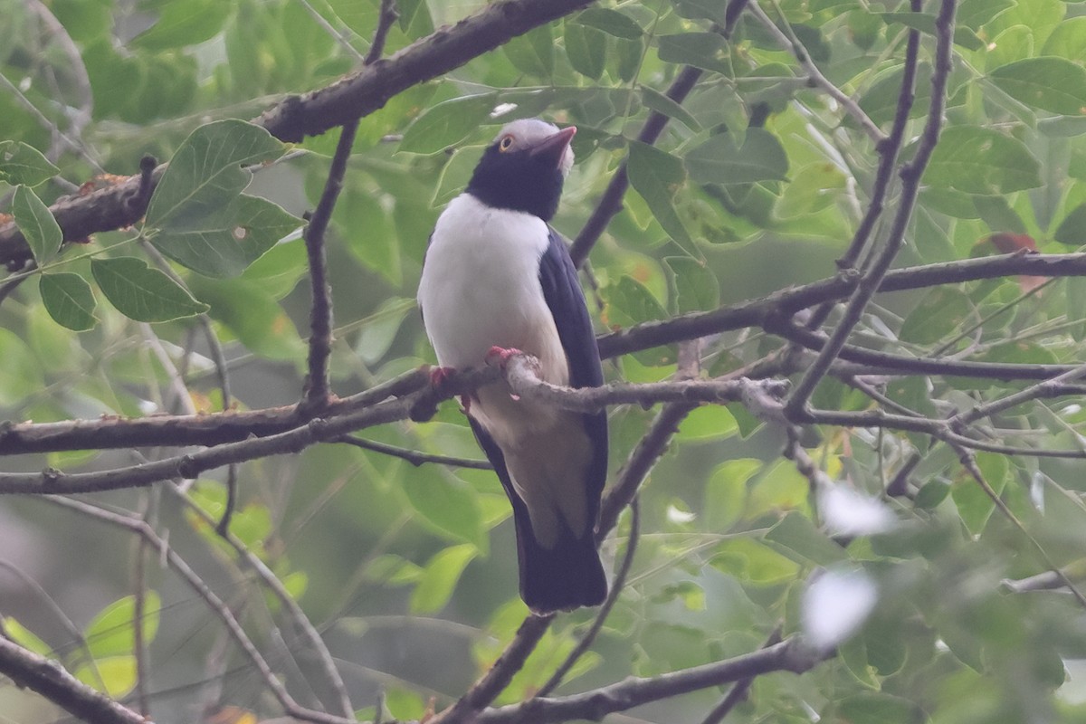 Red-billed Helmetshrike (Red-billed) - ML628203207