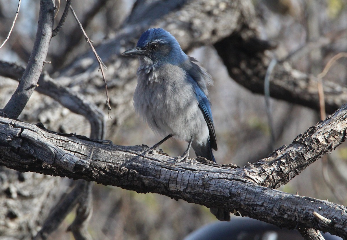 Woodhouse's Scrub-Jay - ML628203449