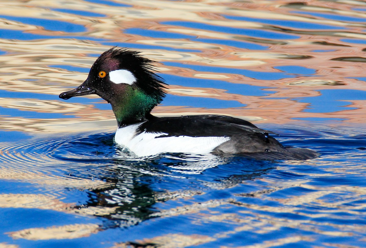 Bufflehead x Hooded Merganser (hybrid) - Kristen Di Chiara