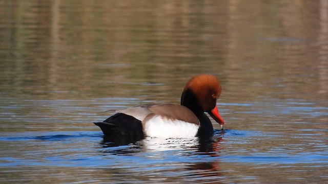 Red-crested Pochard - ML628203622