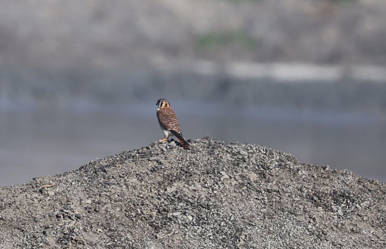 American Kestrel - ML628203633