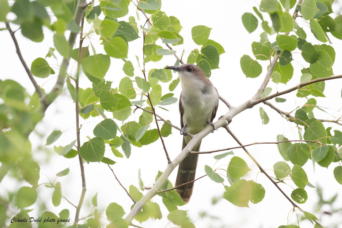 Black-billed Cuckoo - ML628203823