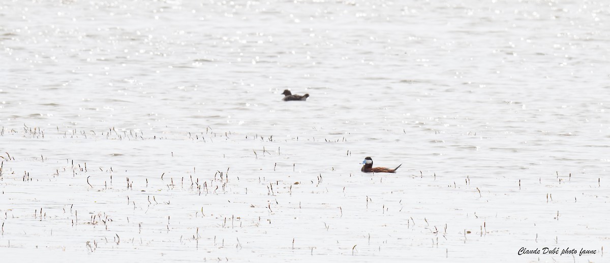 Ruddy Duck - ML628203861