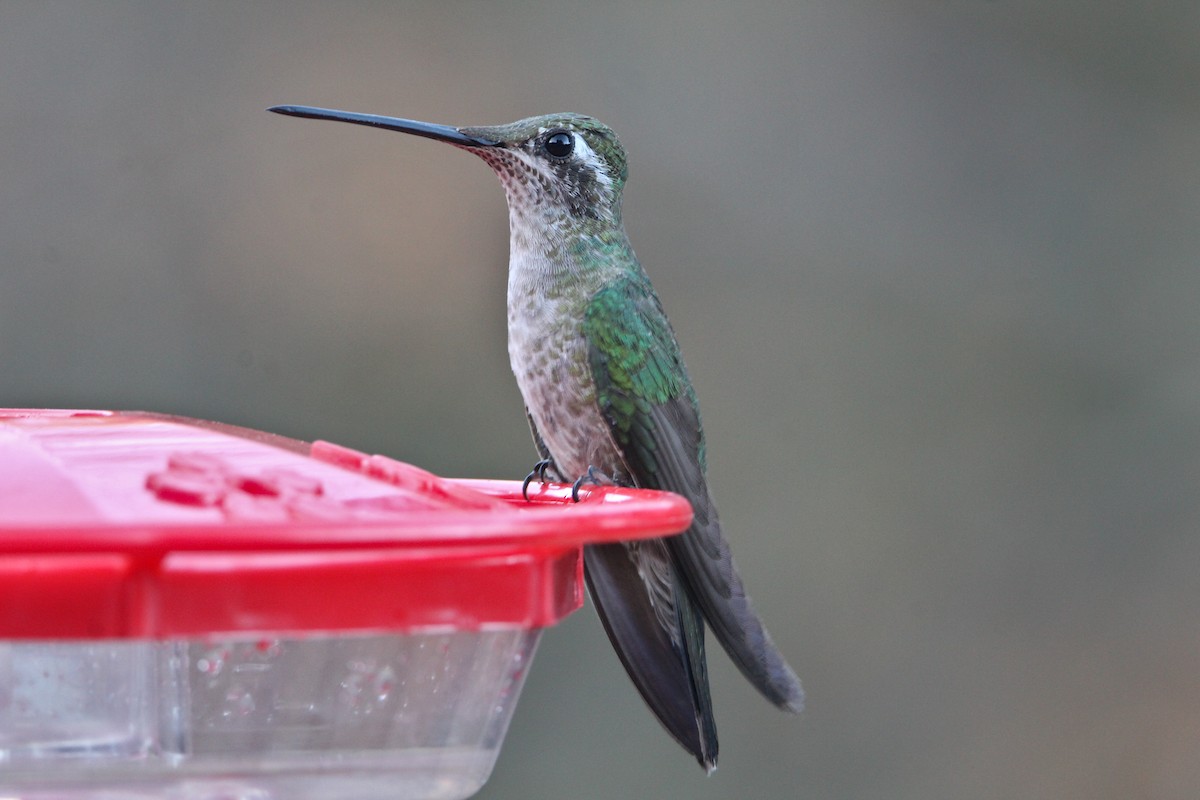 Rivoli's Hummingbird - ML628203874
