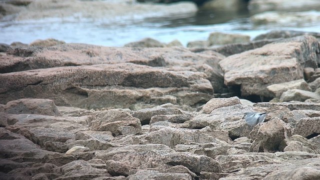 White Wagtail (ocularis) - ML628203965