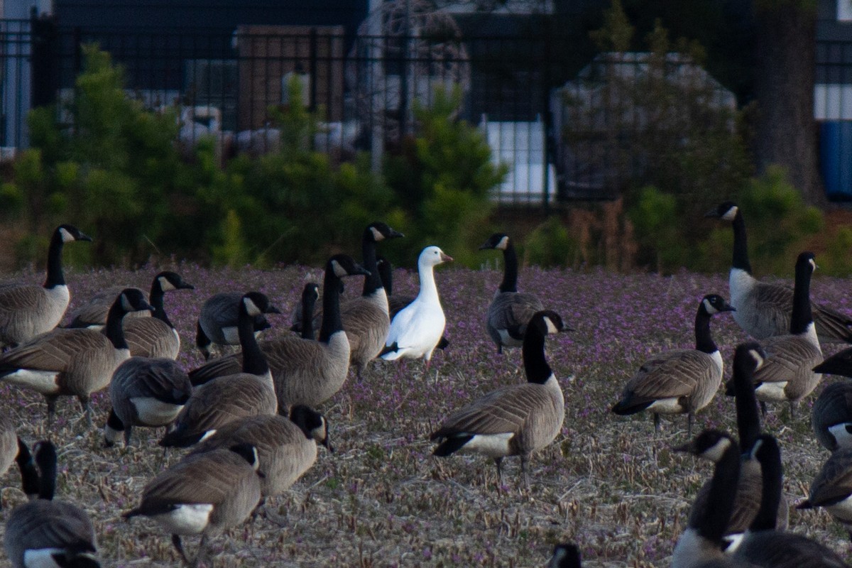 Ross's Goose - ML628204006