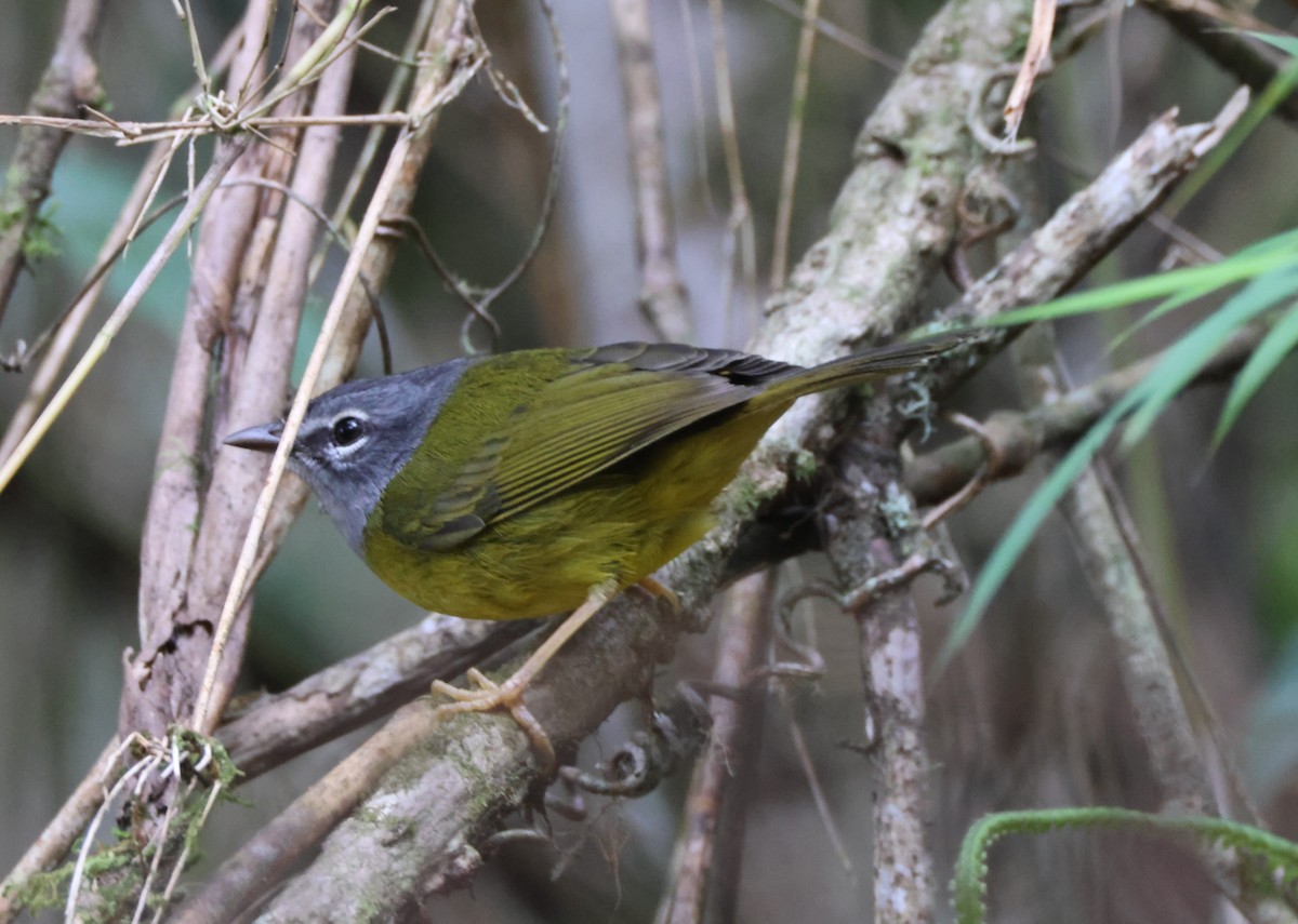 White-lored Warbler - ML628204089