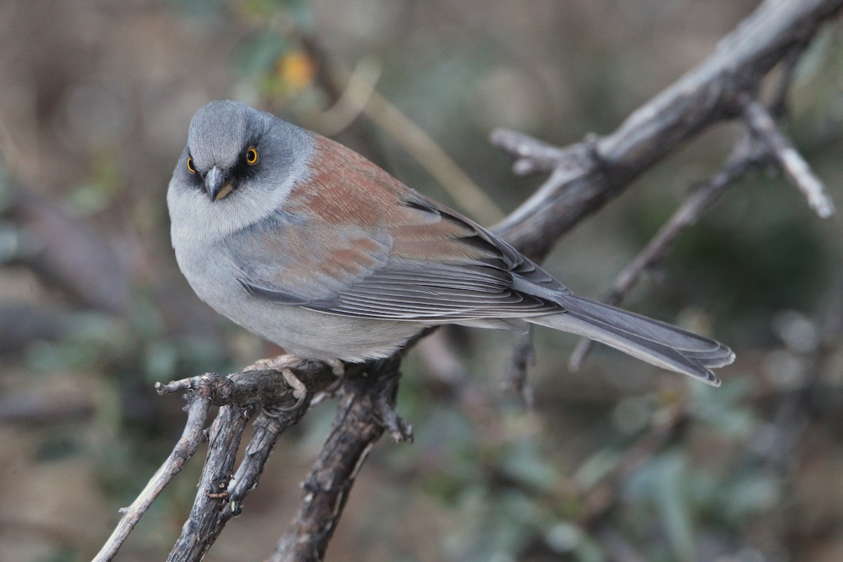 Yellow-eyed Junco - ML628204104