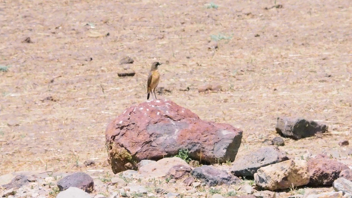 Rusty-breasted Wheatear - ML628204142