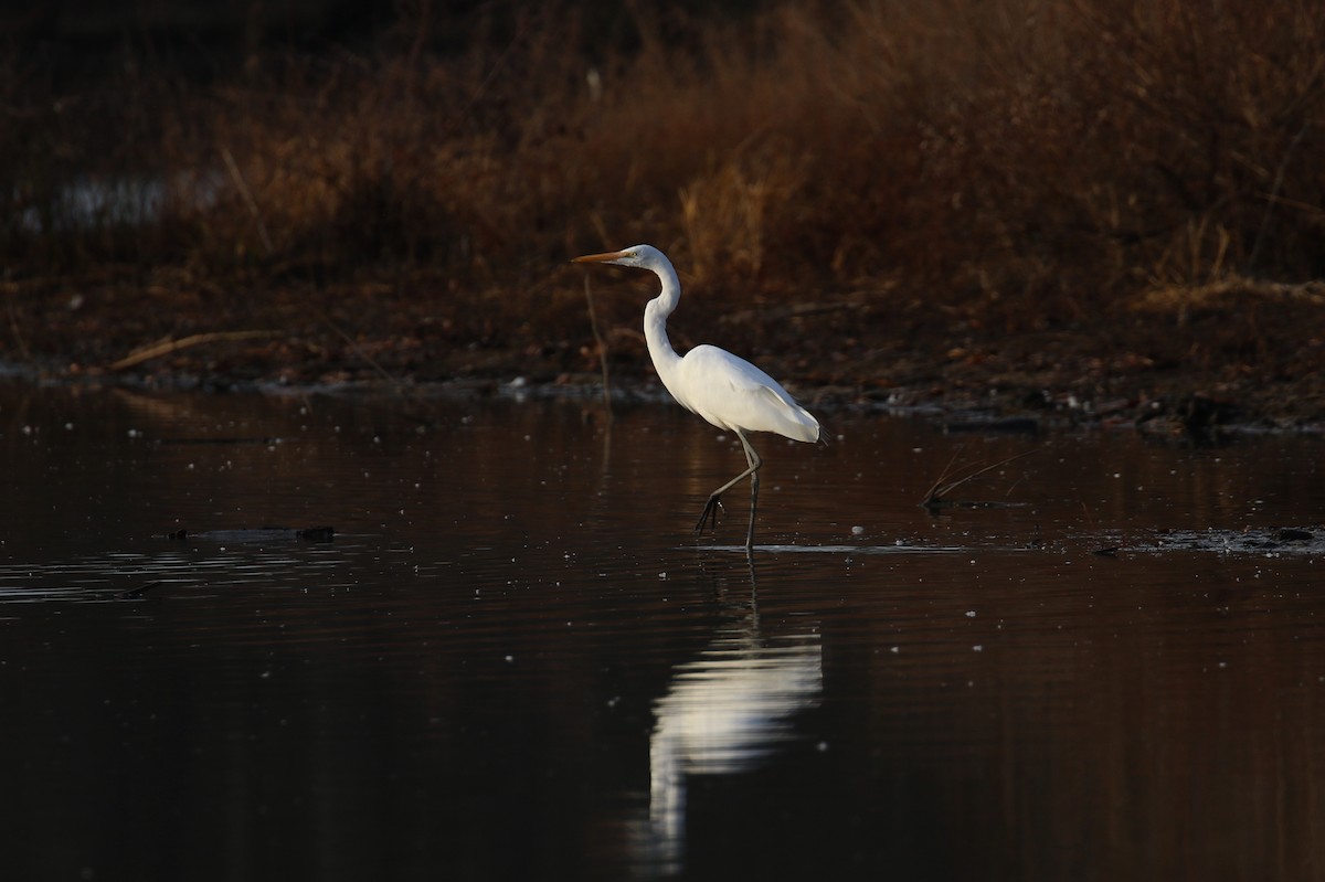 Great Egret - ML628204248