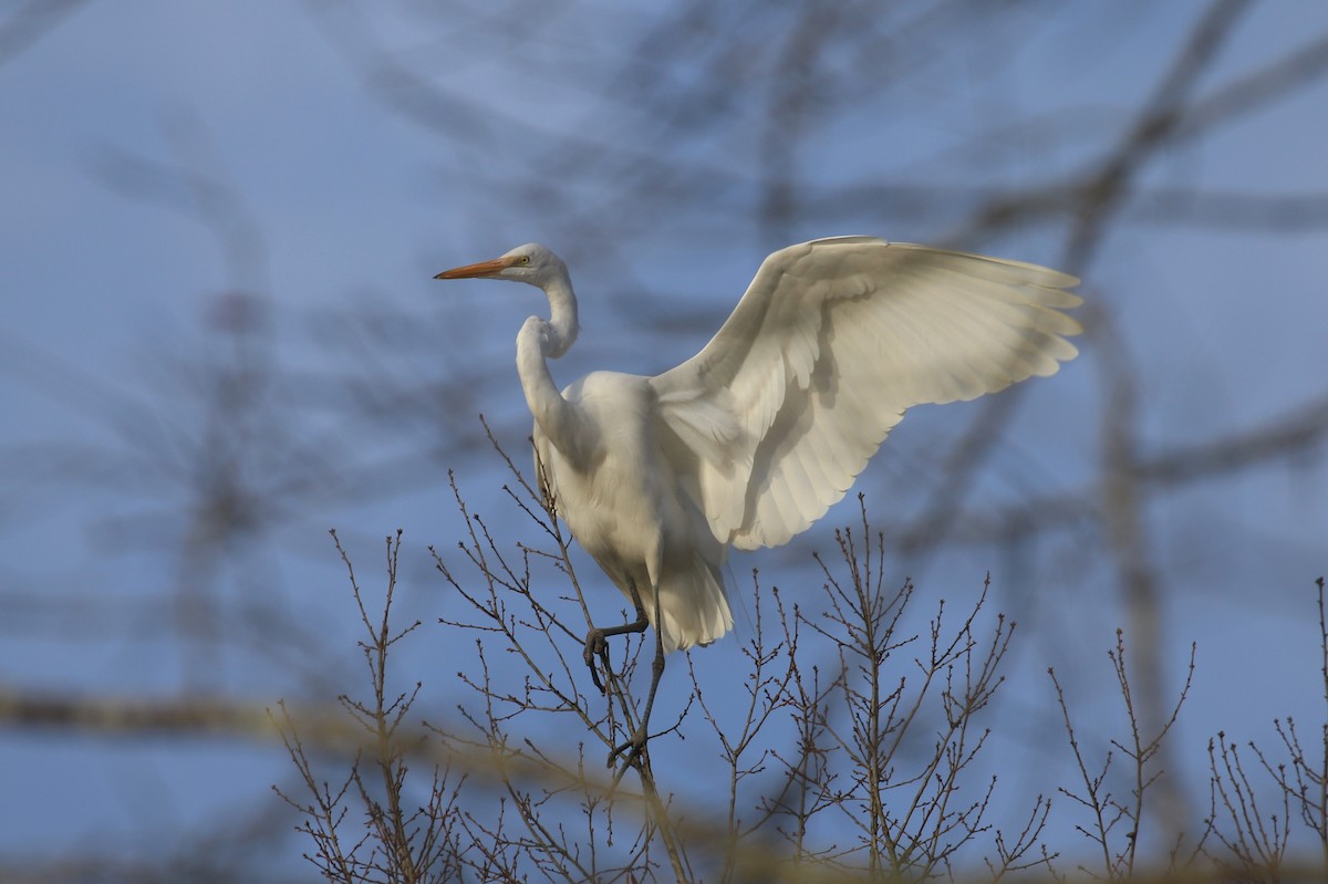 Great Egret - ML628204251